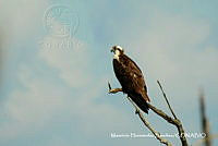 MHS0001 Pandion haliaetus.JPG