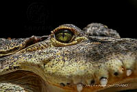 JCAD 006 Crocodylus moreletii.jpg