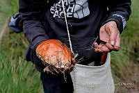 IMDOC Hong 0102 Boletus edulis.jpg