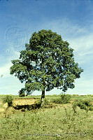 1846 Quercus crassipes.jpg