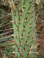AJGM0349 Agave titanota.JPG