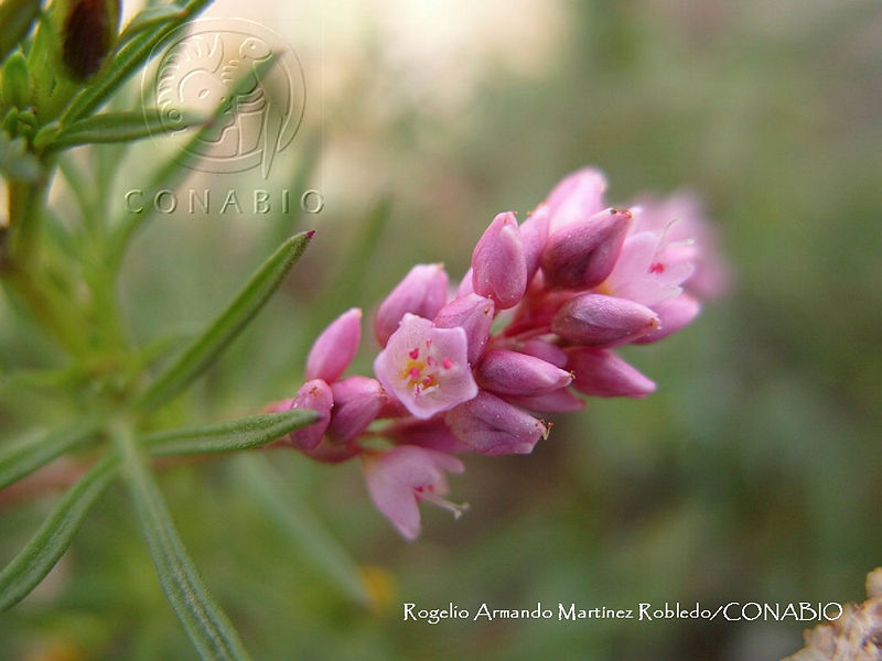 JF140%20586%20Polygonum%20mexicanum%20Small..jpg.nyfDkqH0MUUbT4VjQA3g0JtbmFja29CbnFuZ3NAbXJ6LGtwZwA.6I3LmpOl6q