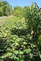 SG019 0266 Cucurbita, Zea, Carica.jpg