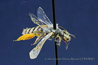 CGVM1224 Perdita novoleona.jpg