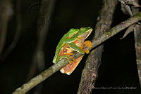 LAMH045 Agalychnis callidryas.jpg