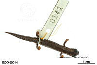 ME006 herp SCLC 0214 Bolitoglossa occidentalis - Taylor, 1941.jpg