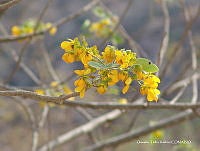 OTVHK040-885 Senna atomaria.TIF