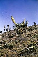 2841 Nolina parviflora.jpg