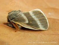 JCGM02793 Hemileuca sp..jpg
