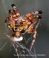 RAMGF 0022 Metepeira.jpg