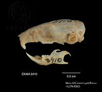 MCLB 0007 Mus museulus.JPG