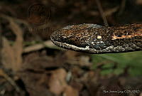 NJL0001 Coniophanes fissidens.jpg
