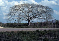 EHX0112 Ceiba sp..JPG