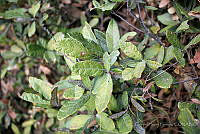 GFF0025 Quercus repanda.JPG