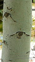 JJSE0405 Populus monticola.JPG