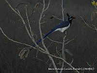 MAGB 0024 Cyanocorax colliei.JPG