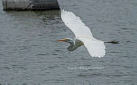 SM0669 Ardea alba.jpg