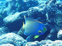 VDLCF0890 Holacanthus ciliaris.jpg