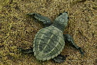 IDG0736 Chelonia mydas.jpg