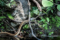 ZAPF0276 Thamnophis cyrtopsis.jpg