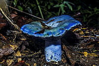 ES01 Lactarius indigo.jpg