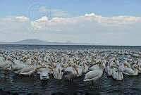HLMT01 Pelecanus erythrorhynchos.jpg