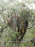 RG016 0734 Acacia.jpg