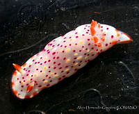 AEG0009 Felimida norrisi.jpg
