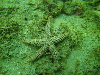 JAJ0352 Echinaster serpentarius.jpg