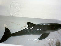 NBA0036 Phocoena sinus.jpg