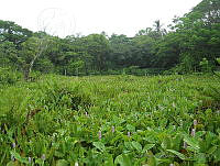 JVB0102 Sagittaria lancifolia.jpg