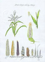 AIO025 Zea mays ssp. mays.jpg