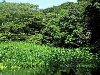 ME003 0089 Eichhornia crassipes.jpg