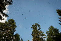 IDG1840 Danaus plexippus.jpg