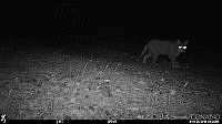 GECI049 Felis catus.jpg