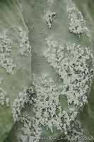 ARL00174 Dactylopius coccus.jpg