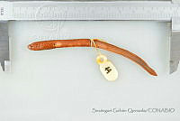 SGQ1457 Tetrapleurodon geminis.jpg