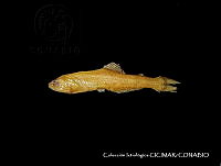 CICIMAR0540 Triphoturus nigrescens.jpg