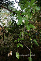 ME010 KV 00899 Serjania trifoliolata Radlk., 1895_.JPG
