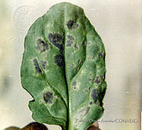 PDA0005 Beta vulgaris var. cicla.JPG