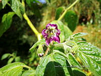 RG016 0619 Capsicum pubescens.jpg