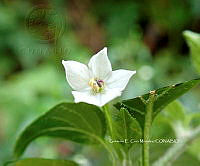 RG055 0008 Capsicum annuum var. glabriusculum.jpg