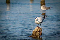 FBA0628 Thalasseus maximus.jpg