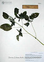 DZAJ508 Acalypha ostryifolia.JPG