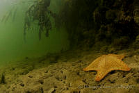 IDG0668 Oreaster reticulatus.jpg