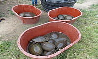 NE017 168 Dermatemys mawii.jpg