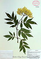 RBB0029 Sambucus nigra.tif
