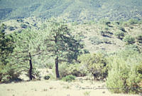 FGM2031 Pinus pseudostrobus.JPG