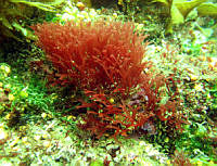 RRR146 Sarcodiotheca dichotoma.jpg