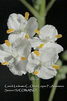 Atleq 0530 Sagittaria papillosa.jpg
